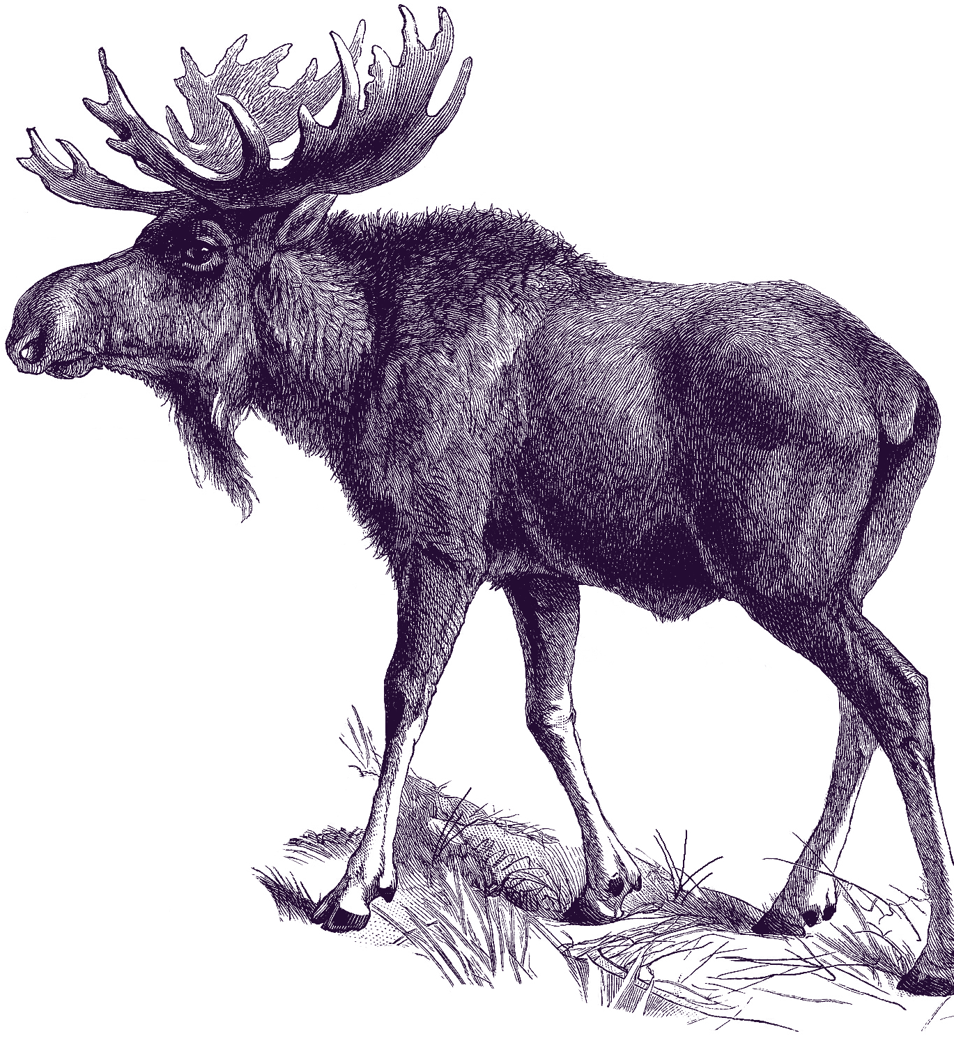 iStock-973165106_REVf_PurpleMoose copy (2)