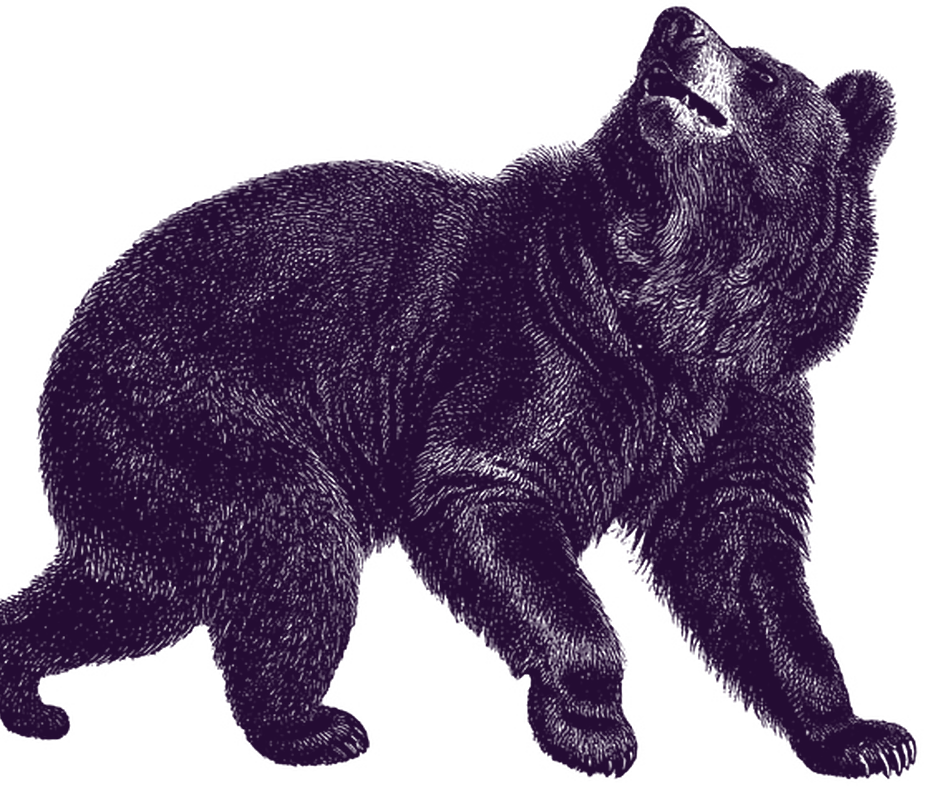 Bear_Purple (1)