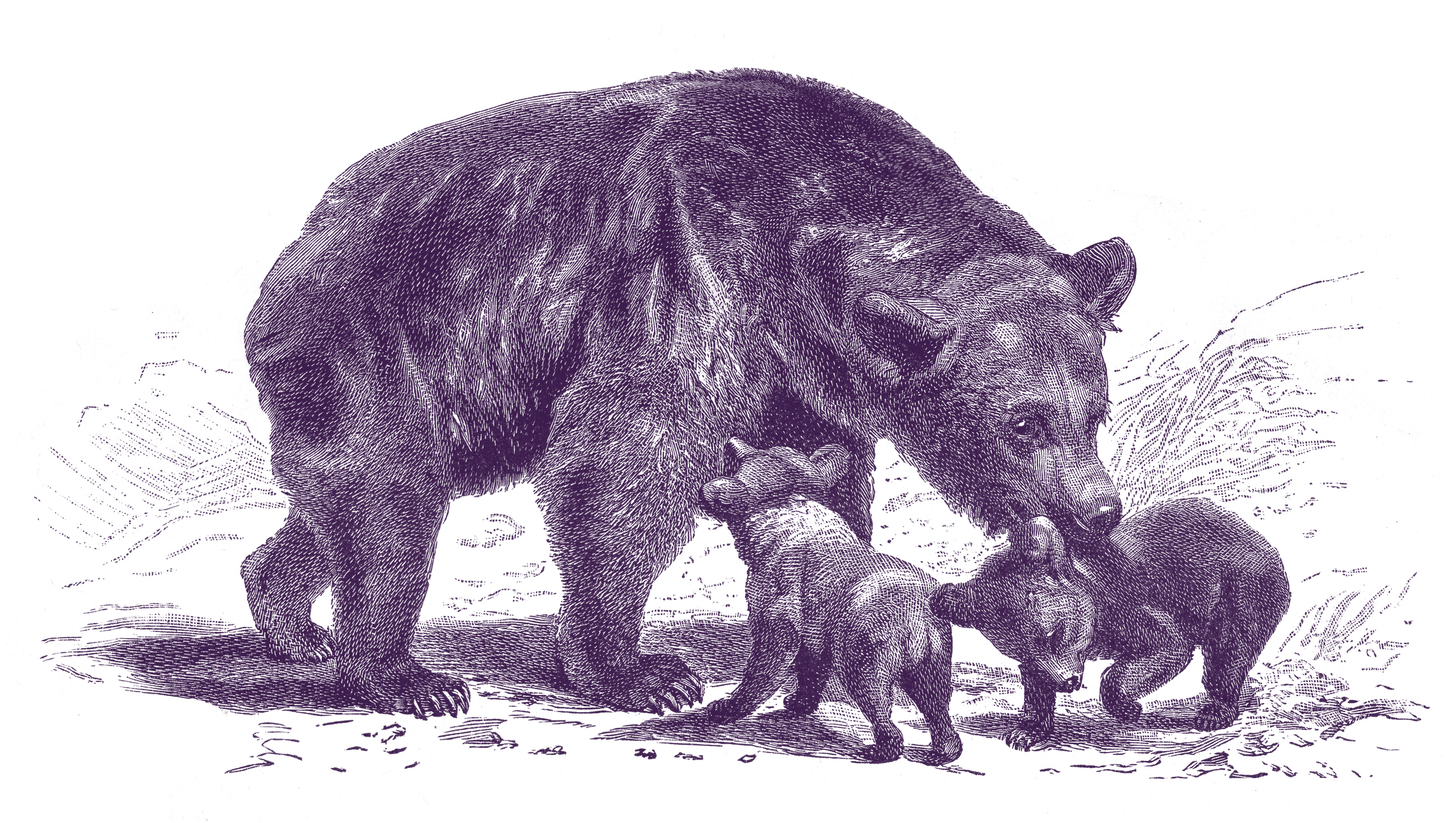 Bears_iStock-1184839769_Purple